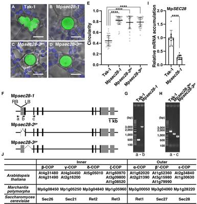 Normal oil body formation in Marchantia polymorpha requires functional coat protein complex I proteins